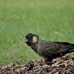 Carnaby's Black Cockatoo