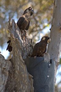 two black cockatoos above a cockatube