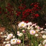 Everlastings and kangaroo paws