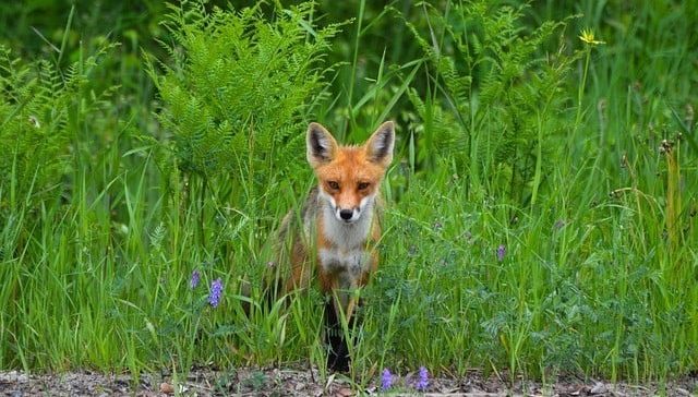 feral fox