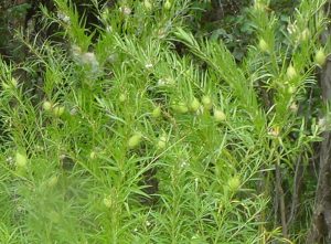 Cottonbush