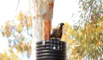 Carnaby's Cockatoo sitting on top of a Landcare SJ Cockatube ( artificial hollow)