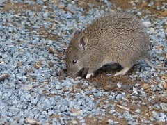 bandicoot
