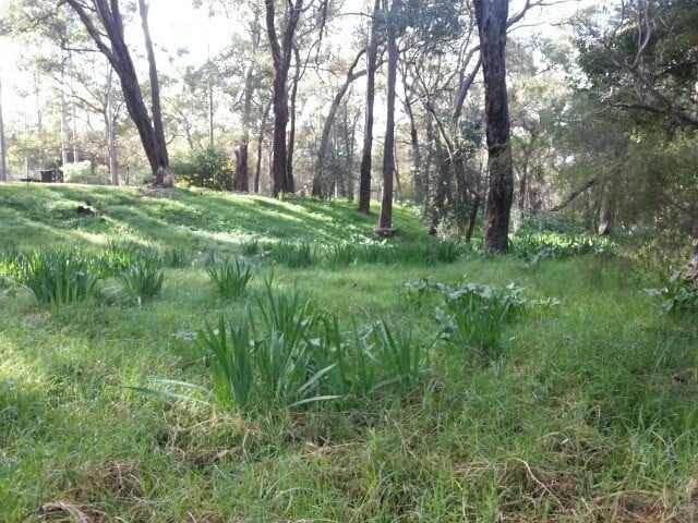 weeds at Federation Park Serpentine July 2016