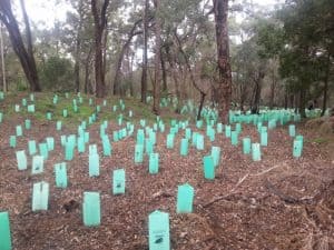 Federation Park Serpentine July 2014 after planting