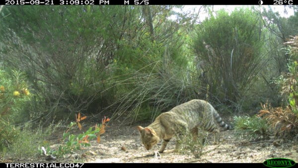 feral cat in daylight