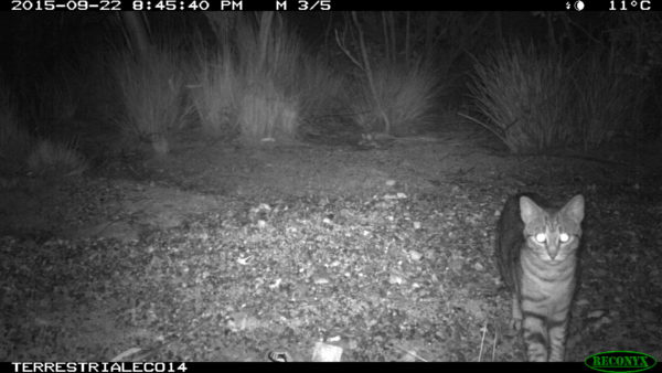 feral cat at night