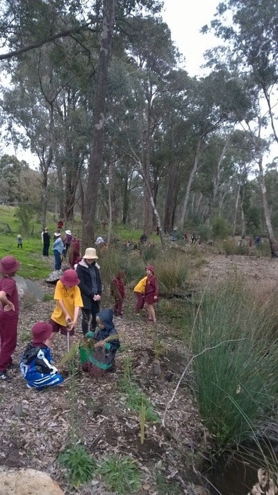 Jarrahdale School celebrates Schools' National Tree Day. Children planting seedlings at Gooralong Brook, Jarrahdale