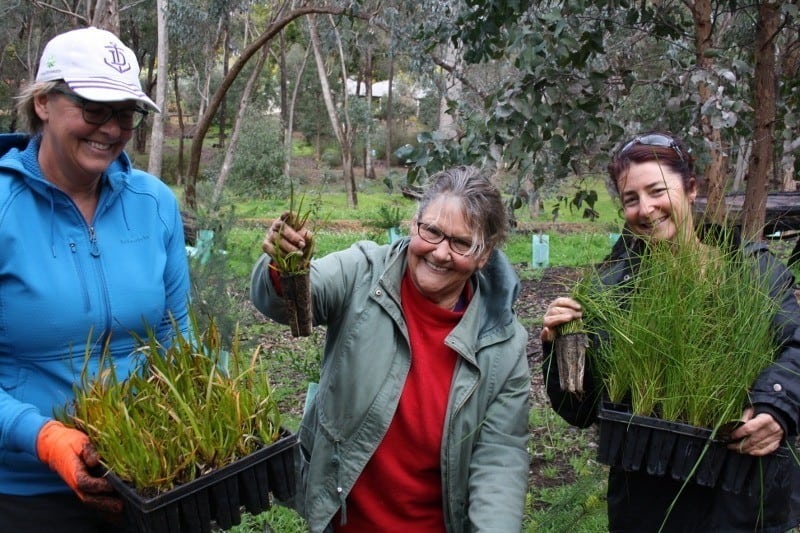 People holding seedlings at Gooralng Brook