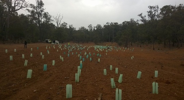 Land in Jarrahdale planted by Green Army and Shire of Serpentine Jarrahdale