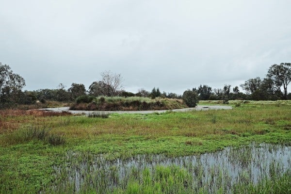 wetland