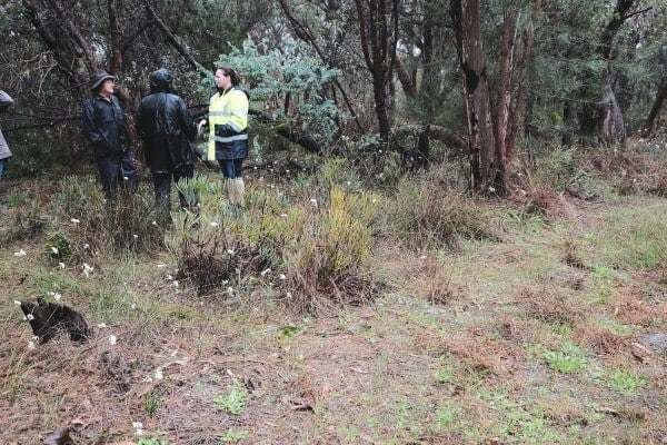 bushland Serpentine
