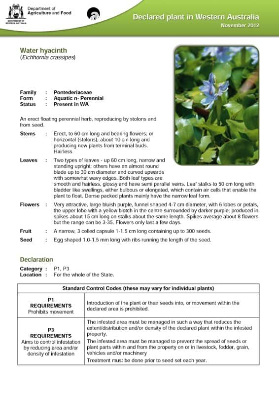 dafwa_info_water_hyacinth1