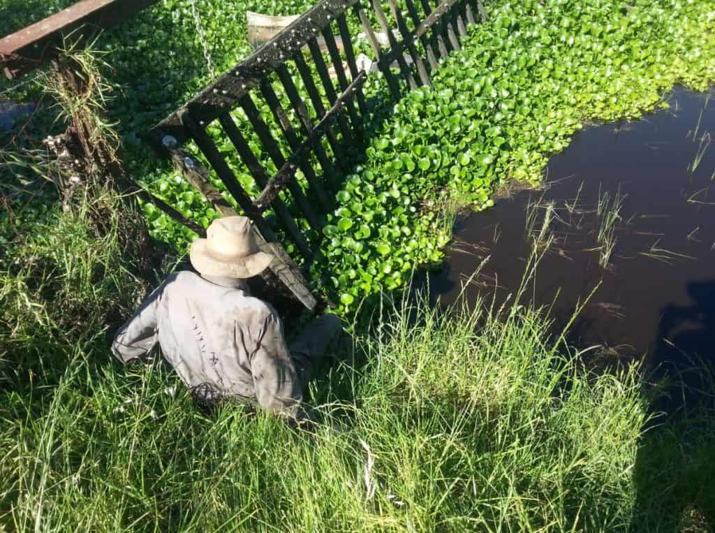 Water hyacinth