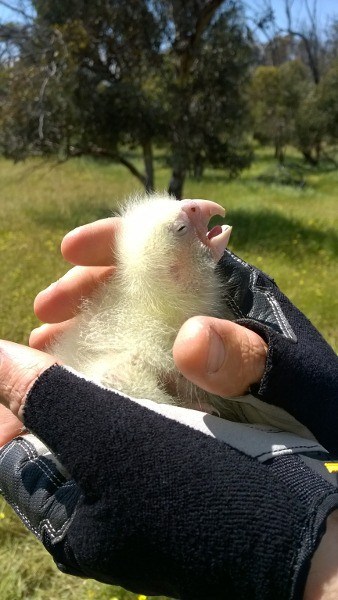 Carnaby's Black Cockatoo chick