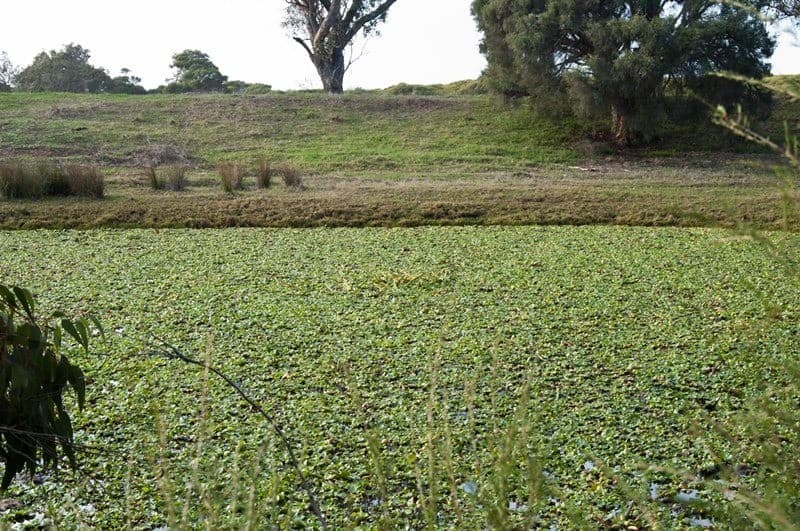Water hyacinth