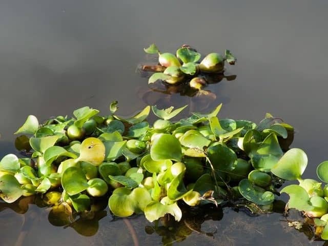 Water hyacinth