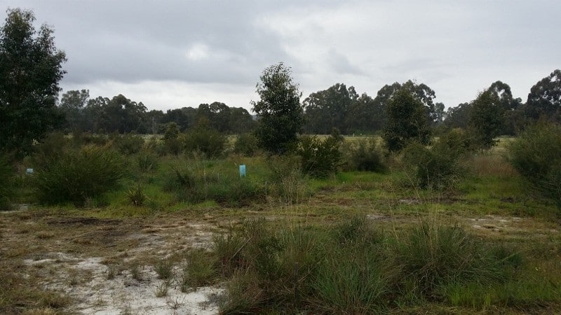 regenerated bushland Coffey Road Serpentine