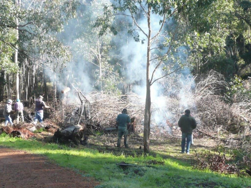 gooralong-brook-jarrahdale-heritage-society-burning-black-wattle