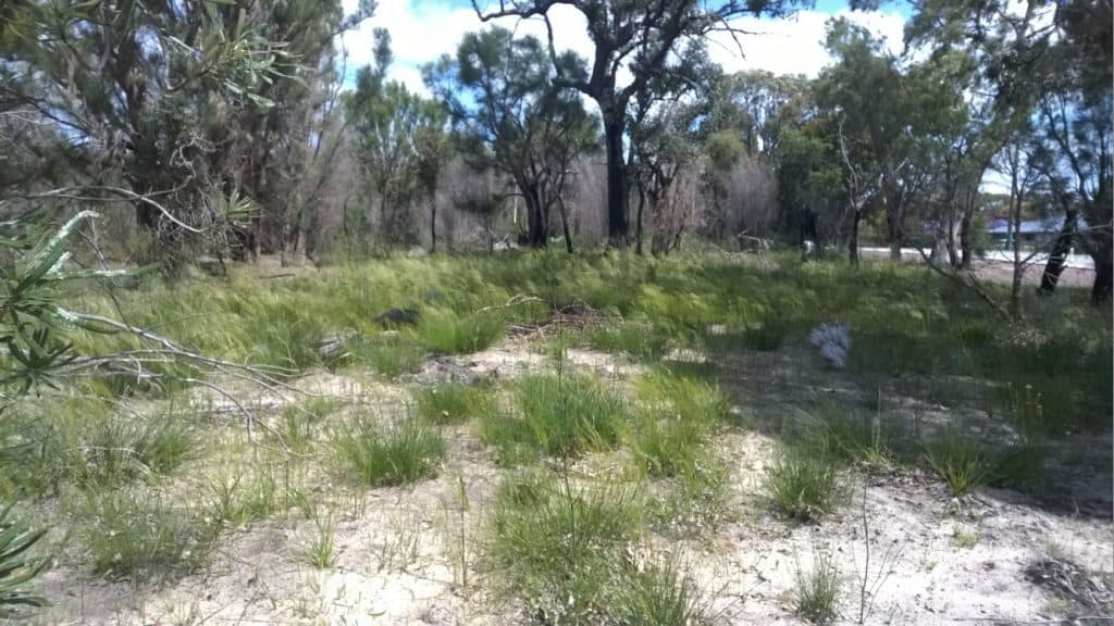Native Grass regeneration October 2016