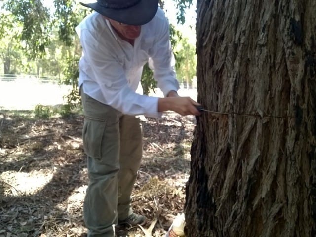 man measuring a tree, SJ part of an international drought research project