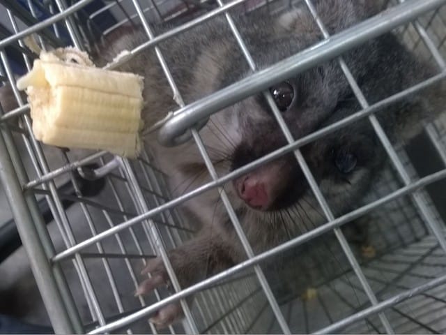 possum in trap