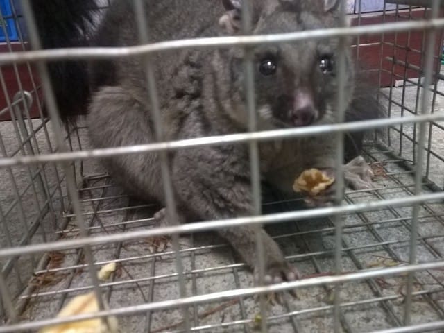 possum in trap