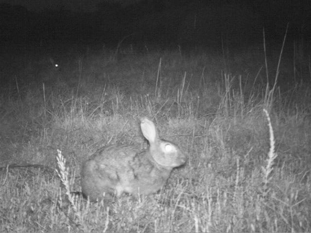 rabbit caught on night vision camera