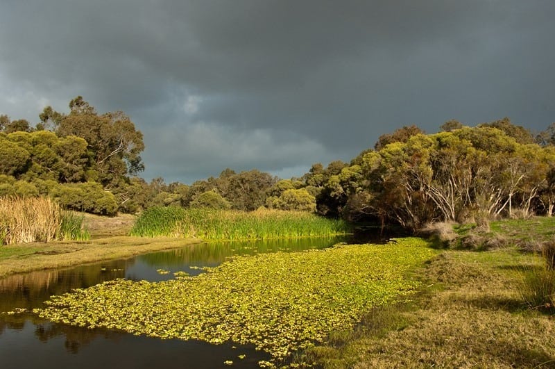 water hyacinth infesting Serpentine river