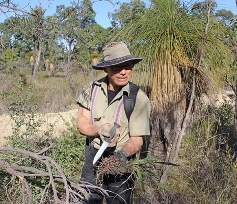 Friends of Brickwood Reserve removing watsonia weed