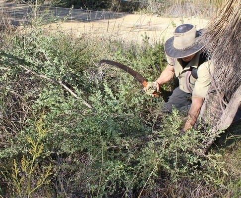 Friends of Brickwood Reserve removing tea trees