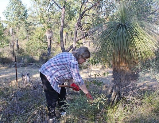 Friends of Brickwood Reserve removing tea trees