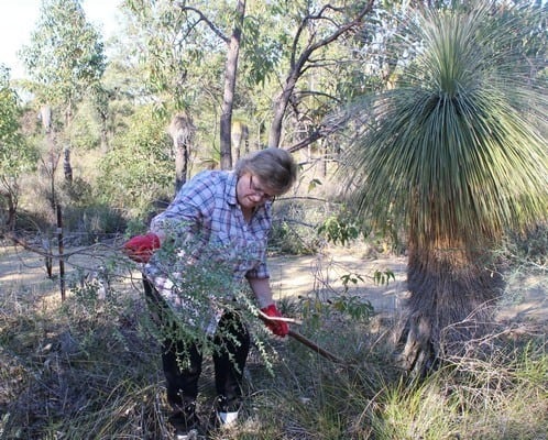 Friends of Brickwood Reserve removing tea trees