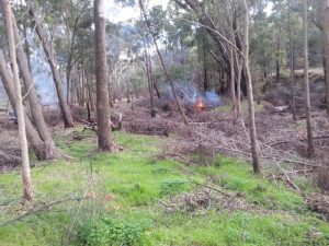 Burning off of black wattle weeds at Goorolong Brook