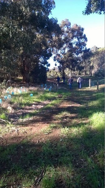 Volunteers planting at Myara Brook