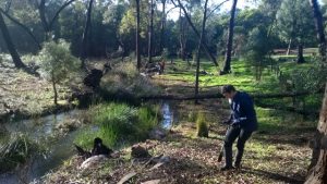 Present day Goorlong Brook where 1000 new native seedlings have been planted.