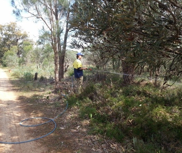Spraying phosphide on to control dieback