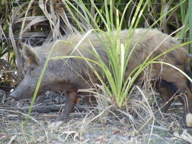 A feral pig