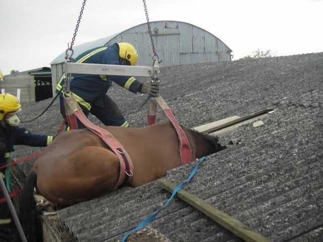 horse stuck in piggery roof