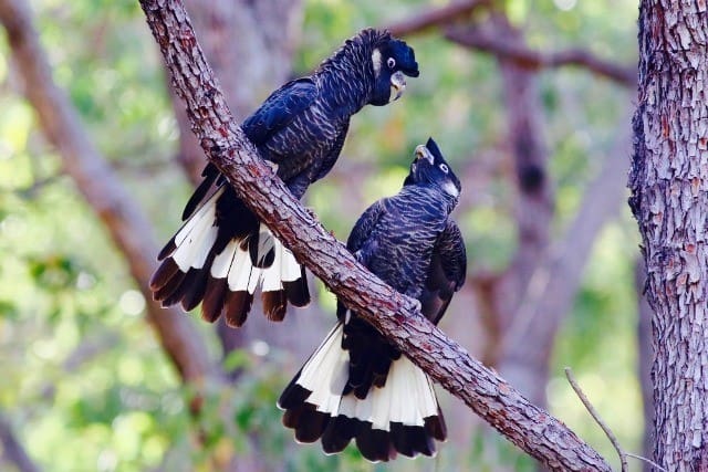 Pair of Baudins