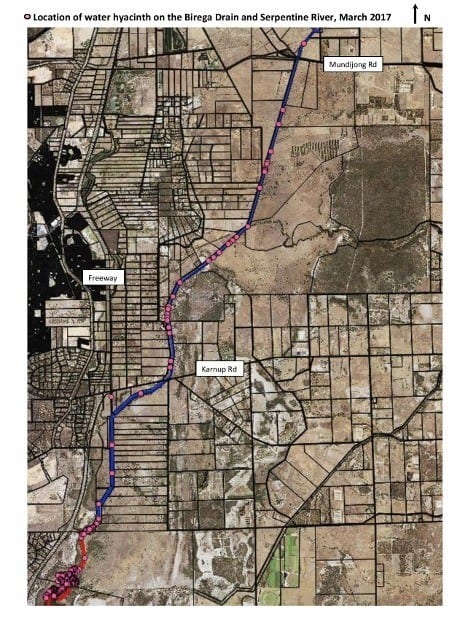 Aerial mud map of the Water Hyacinth in the Birega Drain 