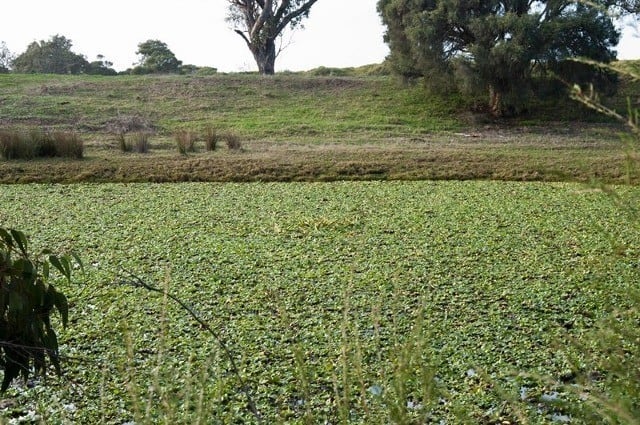 Water Hyacinth in Keralup