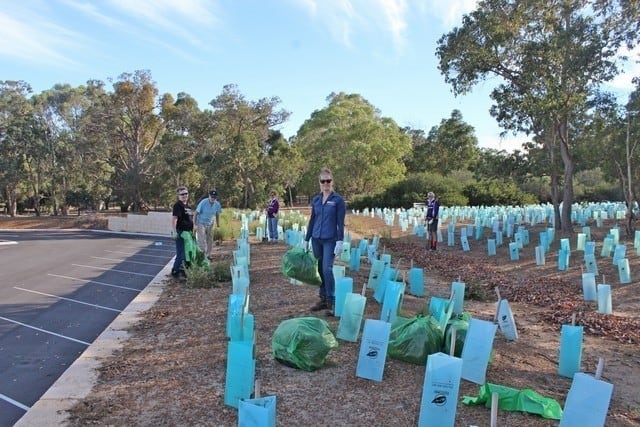 members of Byford enviro-link removing stinkweed fro Byford Scout Reserve
