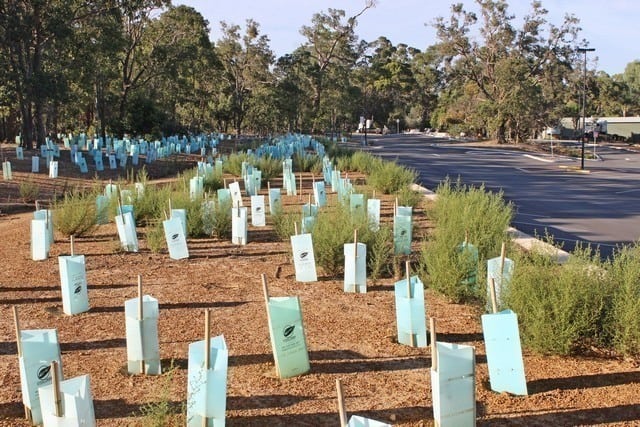 stinkweed growing amongst seedlings planted 2017 at Byford Scout Reserve
