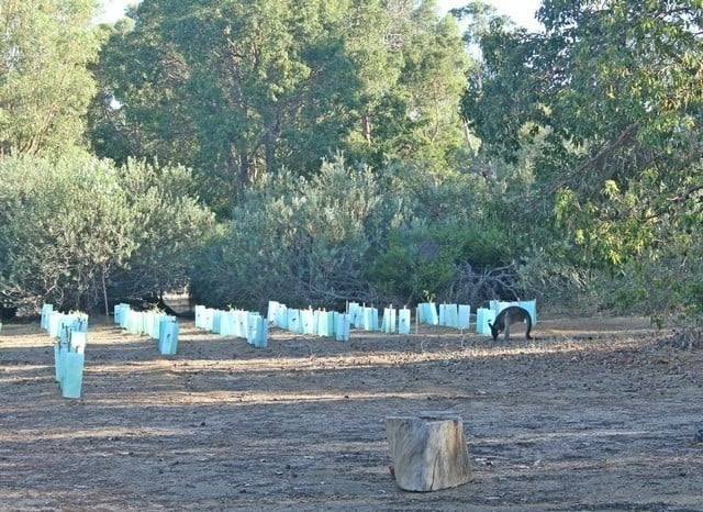 Kangaroo in front of seedlings planted at Byford Scout Reserve on National Tree Day 2017