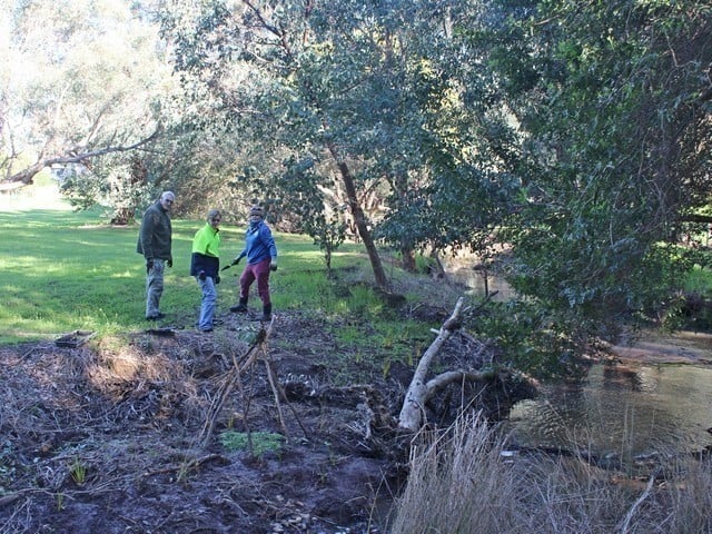 volunteers planting sedges in Old Brickworks Reserve