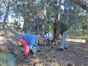 volunteers planting sedges in Old Brickworks Reserve