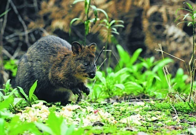 Mainland quokka in Jarrahdale bushland