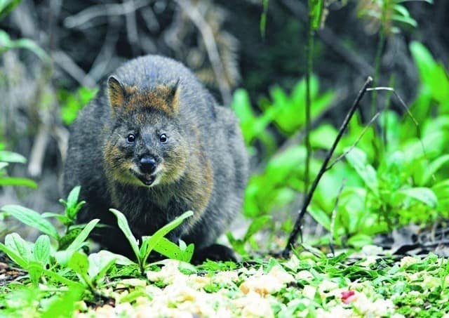 Mainland quokka in Jarrahdale bushland