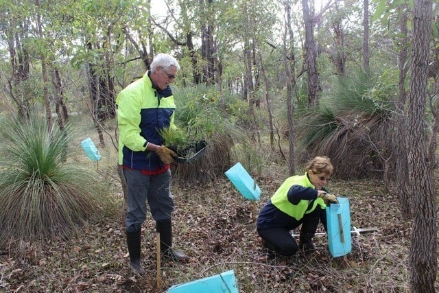 Two members of Byford Enviro-link removing plant gurds at Mundijong Road